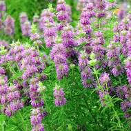 Монарда лимонна за 0,2 г