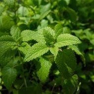 Меліса лимонна за 0,1 г