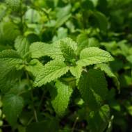 Меліса лимонна за 0,1 г