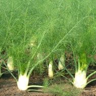 Фенхель за 0,5 г