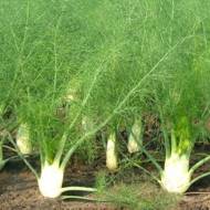 Фенхель за 0,5 г