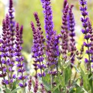 Шалфей (шавлія) за 0,3 г