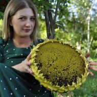 Соняшник Еверест