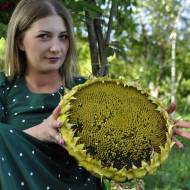 Соняшник Еверест