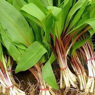 Черемша (Дикий чеснок) за 0,3 г