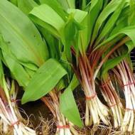 Черемша (Дикий чеснок) за 0,3 г