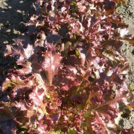 Салат Вышиванка за 1 г