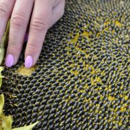 Подсолнечник Эверест