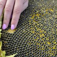 Подсолнечник Эверест