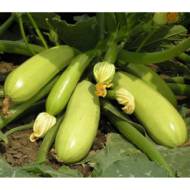 Кабачок Искандер F1