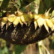 Соняшник Армагедон