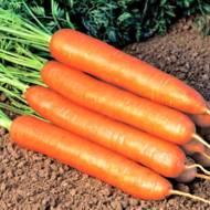 Морква Лисичка-Сестричка за 20 г