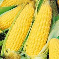 Кукурудза цукрова Делікатесна