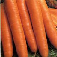 Морковь Королева Осени