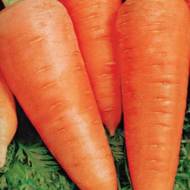 Морковь Царица полей