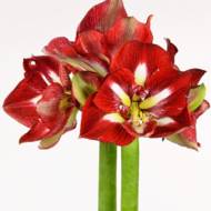 Гиппеаструм (амариллисовые) Barbados