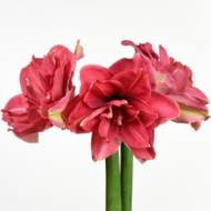Гиппеаструм (амариллисовые) Cannym (Candy Nymph)