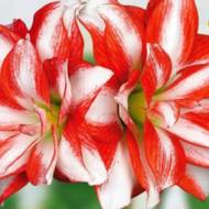 Гиппеаструм (амариллисовые) Exotic Peacock