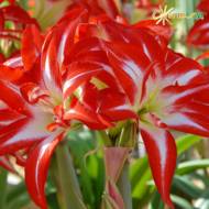 Гіпеаструм (амарилісові) Splash