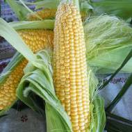 Кукурудза цукрова Світ голд за 20 г