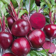 Буряк столовий Мармеладка