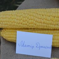 Кукуруза Мать Драконов