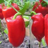 Перець Поле чудес за 0,3 г