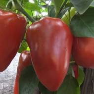 Перець солодкий Кирил за 0,25 г