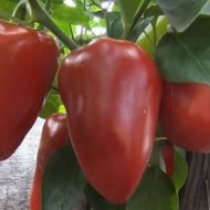 Перец сладкий Кирилл за 10 сем.