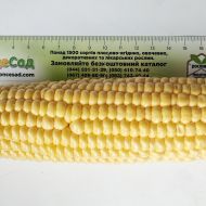 Кукуруза Иммитатор