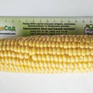 Кукуруза Иммитатор