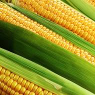 Набор из 8 лучших ранних и суперранних сортов кукурузы