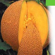 Дыня Медовый аромат за 1 г