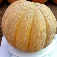 Дыня Суперстар за 2 г