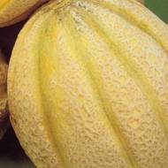 Дыня Арагон F1 за 0,5 г