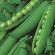 Горох Детский восторг