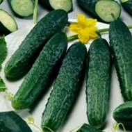 Огурец Грация F1 за 10 сем.