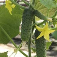 Огірок Альянс за 20 нас.