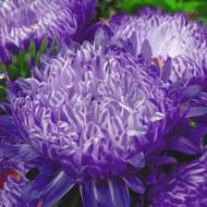 Астра Седая дама фиолетовая за 0,3 г