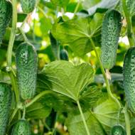 Огірок Арктика F1