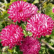 Астра Седая дама розовая за 0,3 г