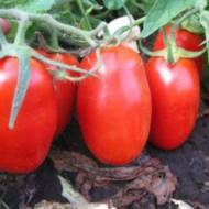 Томат Колумбия за 0,1 г
