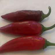 Паприка Бактянець за 10 сем.