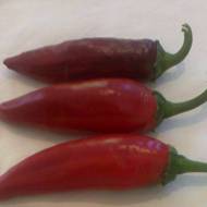 Паприка Бактянець за 10 сем.