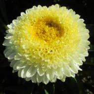 Астра Болеро Мидея (помпонная) за 0,3 г