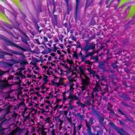 Астра Ева (густомахровая) за 0,3 г