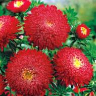 Астра Король Артур (помпонная) за 0,3 г