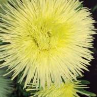 Астра Крайлен Голд (игольчатая) за 0,3 г