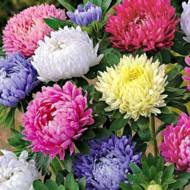 Астра смесь Пионовидная за 0,3 г