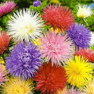 Айстра суміш гольчаста за 0,3 г